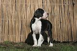 DOGUE ALLEMAND 605